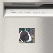 Guinea Magnet (In Situ (Geschirrspüler))