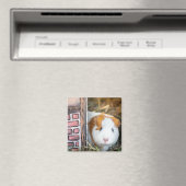 Guinea Magnet (In Situ (Geschirrspüler))