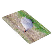 Guinea Magnet (Rechte Seite)