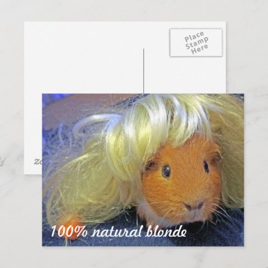 Guinea mit Blondücke Postkarte (Vorne/Hinten)
