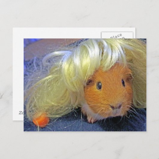 Guinea mit Perücke Postkarte (Vorne/Hinten)