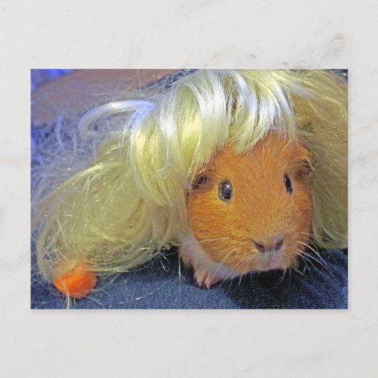 Guinea mit Perücke Postkarte (Vorderseite)