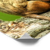 Guinea-Paviane Poster (Ecke)