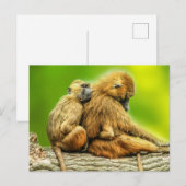 Guinea-Paviane Postkarte (Vorne/Hinten)