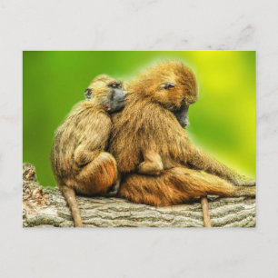 Guinea-Paviane Postkarte