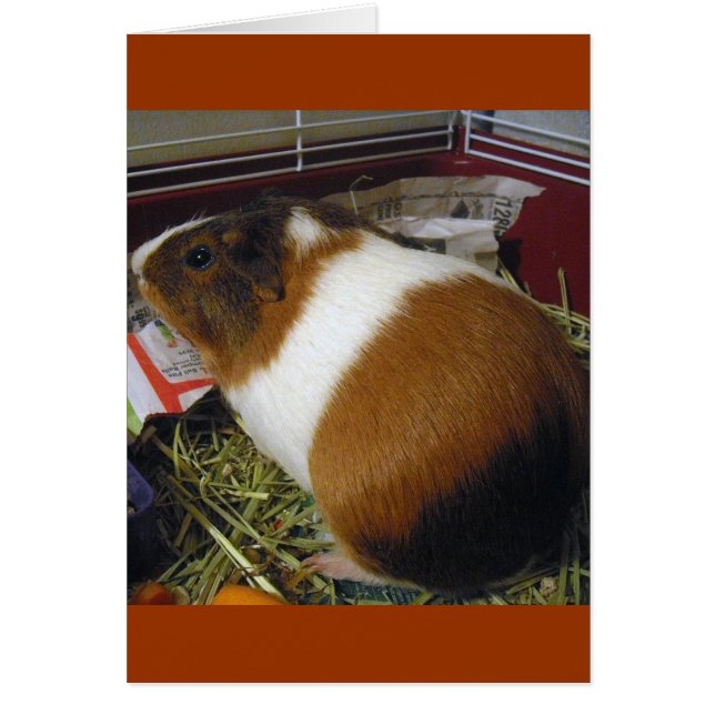Guinea Pig (Vorne)