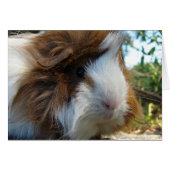 Guinea Pig (Vorderseite (Horizontal))