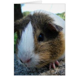 Guinea Pig