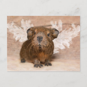 Guinea Pig Angel Postkarte