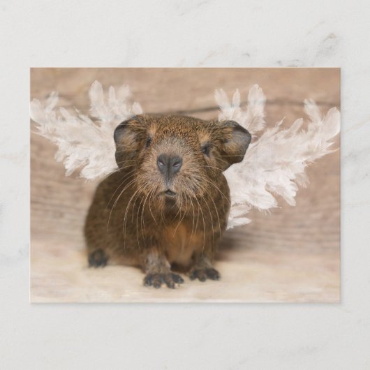 Guinea Pig Angel Postkarte (Vorderseite)
