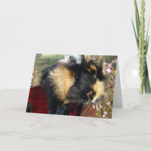 Guinea Pig Christmas Feiertagskarte (Vorderseite)