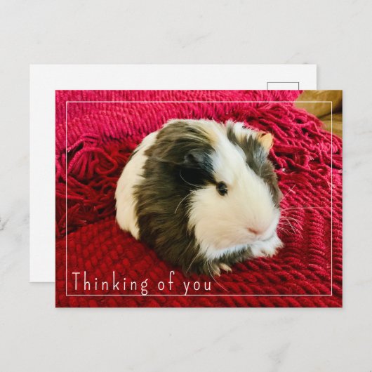 Guinea Pig Denken Sie an Sie Postkarte bearbeiten (Vorne/Hinten)