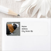 Guinea Pig Foto (Insitu)