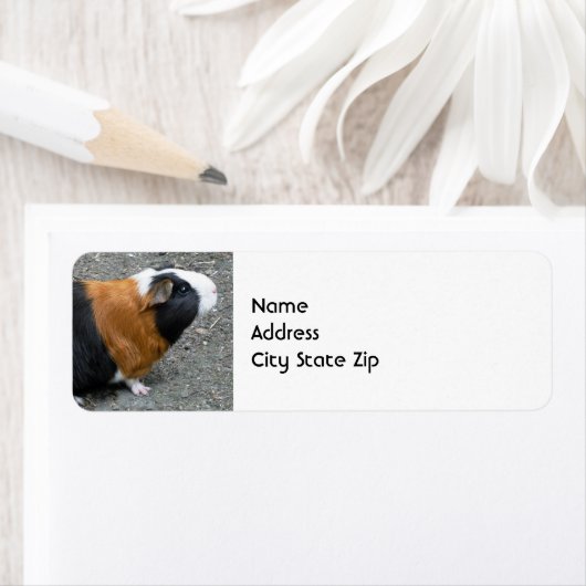 Guinea Pig Foto (Insitu)