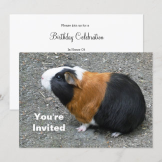 Guinea Pig Foto Geburtstag Einladung