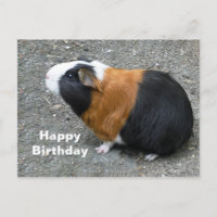Guinea Pig Foto Geburtstag