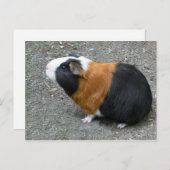 Guinea Pig Foto Postkarte (Vorne/Hinten)