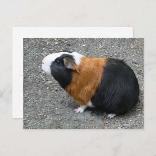 Guinea Pig Foto Postkarte (Vorne/Hinten)