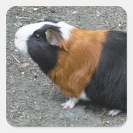Guinea Pig Foto Quadratischer Aufkleber