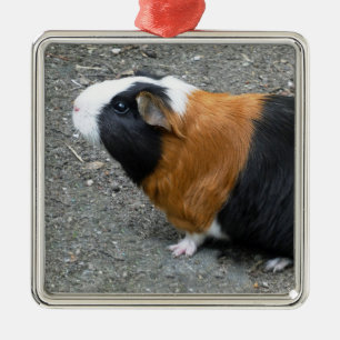 Guinea Pig Foto Weihnachten Ornament Aus Metall