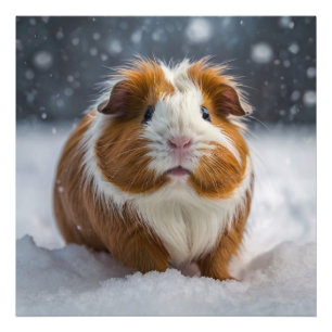 Guinea Pig Fotodruck