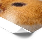 Guinea Pig Fotodruck (Ecke)