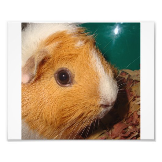 Guinea Pig Fotodruck (Vorne)