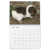 Guinea Pig Fotografien Kalender (Mär 2026)