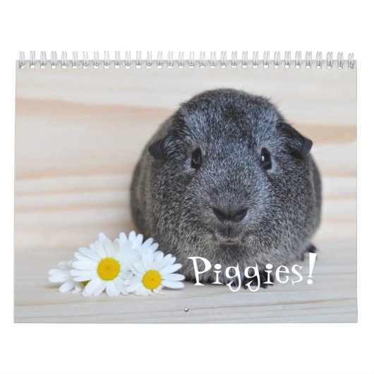 Guinea Pig Fotografien Kalender (Titelbild)