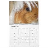 Guinea Pig Fotografien Kalender (Jan 2027)