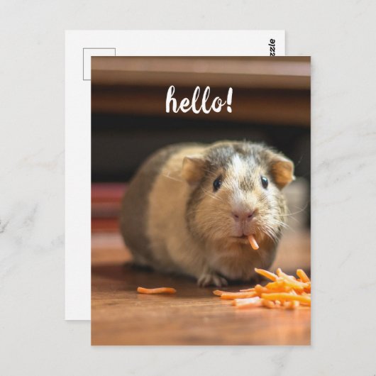 Guinea Pig Funny Hello Postkarte (Vorne/Hinten)