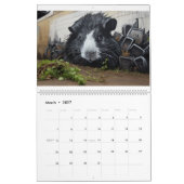 Guinea Pig Graffiti-Kalender Kalender (Mär 2027)