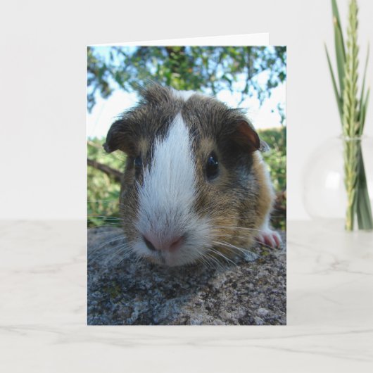 Guinea Pig Karte (Vorderseite)