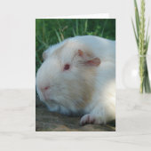 Guinea Pig Karte (Vorderseite)