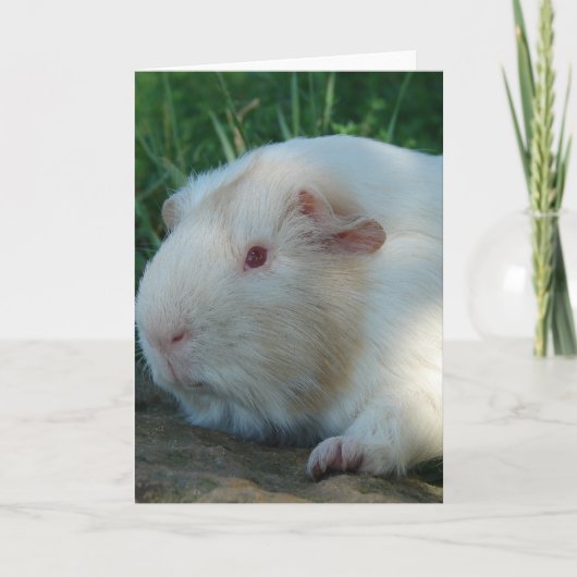 Guinea Pig Karte (Vorderseite)