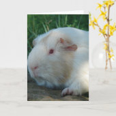 Guinea Pig Karte (Gelbe Blume)