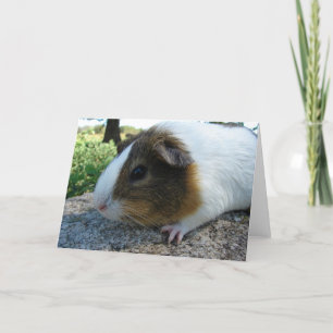 Guinea Pig Karte