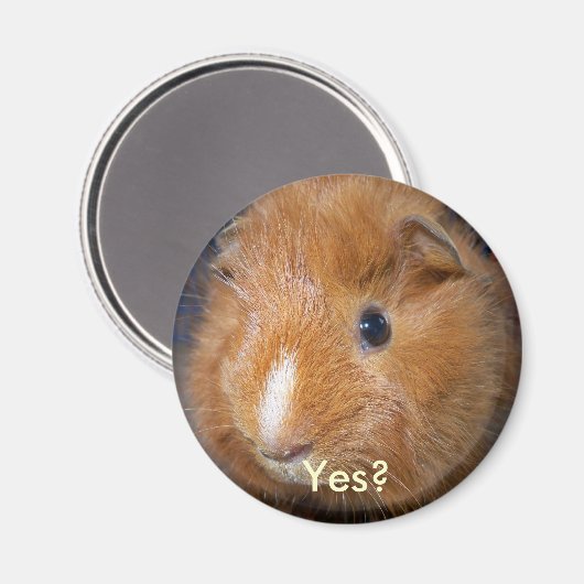 Guinea Pig Magnet (Vorderseite/Rückseite)