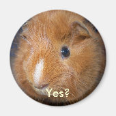 Guinea Pig Magnet (Vorne)