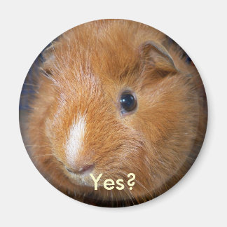 Guinea Pig Magnet