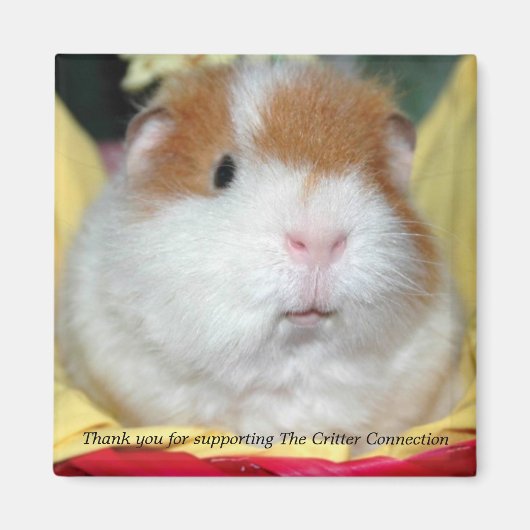 Guinea Pig Magnet #2 (Vorne)