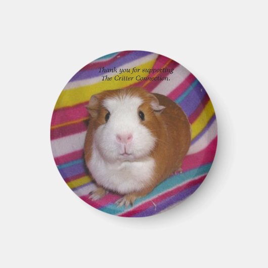 Guinea Pig Magnet #3 (Vorne)