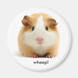 Guinea Pig-Magnet Magnet