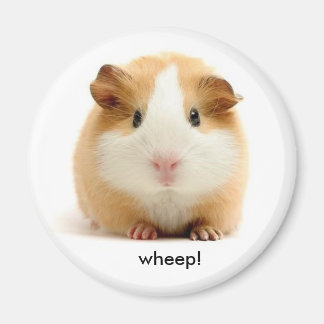 Guinea Pig-Magnet Magnet