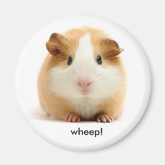 Guinea Pig-Magnet Magnet (Vorne)