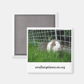 Guinea Pig-Magnet Magnet (Vorderseite/Rückseite)