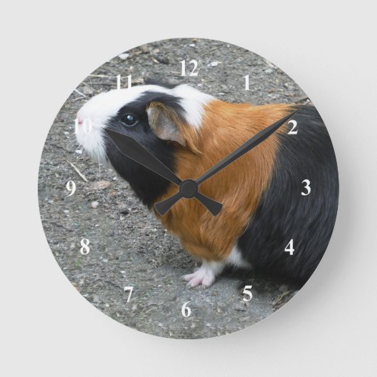 Guinea Pig Photo Runde Wanduhr (Vorderseite)