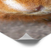 Guinea Pig Poster (Ecke)