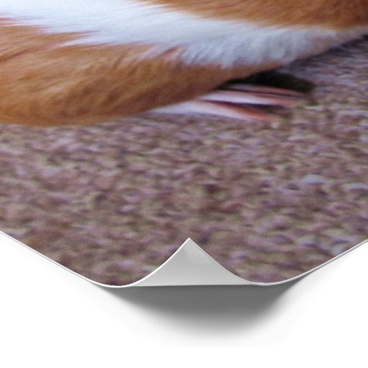 Guinea Pig Poster (Ecke)
