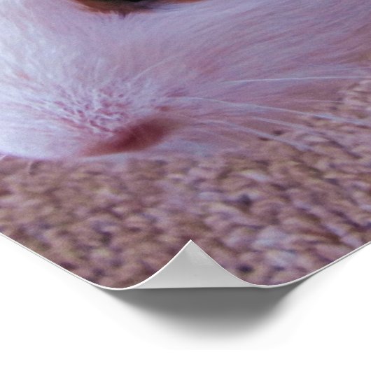 Guinea Pig Poster (Ecke)